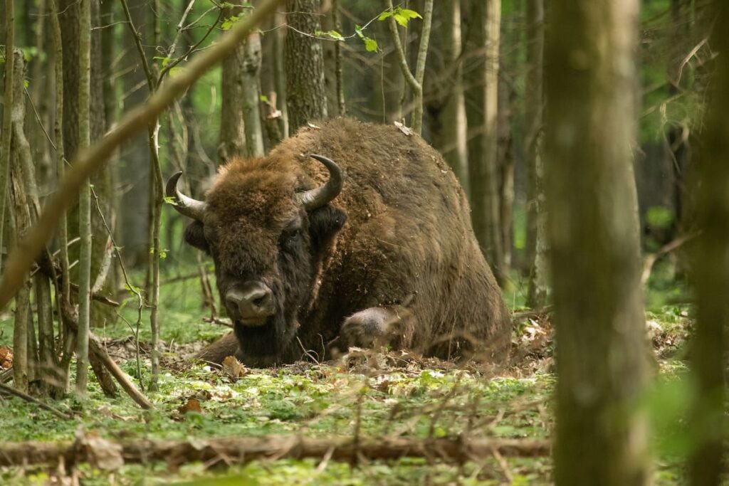 Białowieża Hajnówka